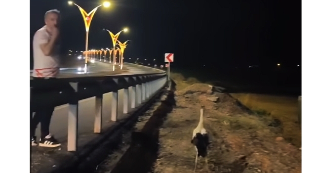 Osmaniye’de Leylek Çifti Son Anda Kurtarıldı