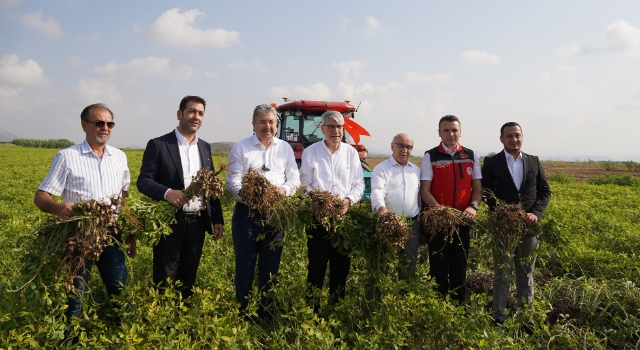 Osmaniye’de Yerfıstığı Hasadı Başladı