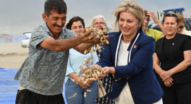 CHP'li Asu Kaya Kadirli’de Yer Fıstığı Hasadına Katıldı
