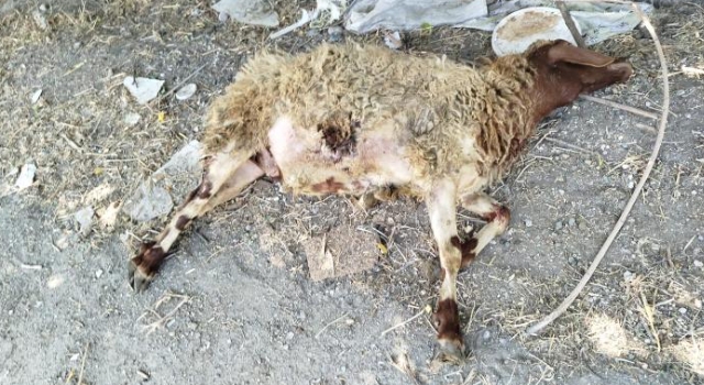 Toprakkale’de sokak köpekleri koyunlara saldırdı