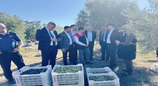Başkan Aksoy, Zeytin Hasadında Çiftçilerle Buluştu