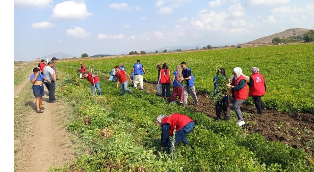 Osmaniye Gençlik Merkezinden Fıstık Hasadına Destek