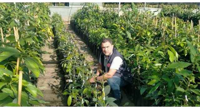 Sertifikalı Avokado Fidanı Üretimi Bölge Ekonomisine Katkı Sağlıyor