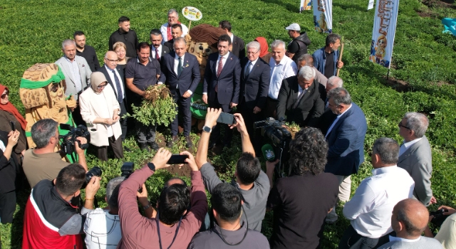 Osmaniye FıstıkFest 2025’e Hazır: Heyecan Dorukta