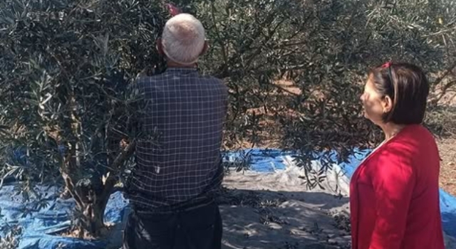 Toprakkale’de Zeytin Hasadı Başladı
