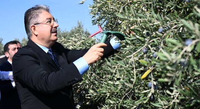 Vali Yılmaz Üreticilerle Zeytin Hasadına Katıldı