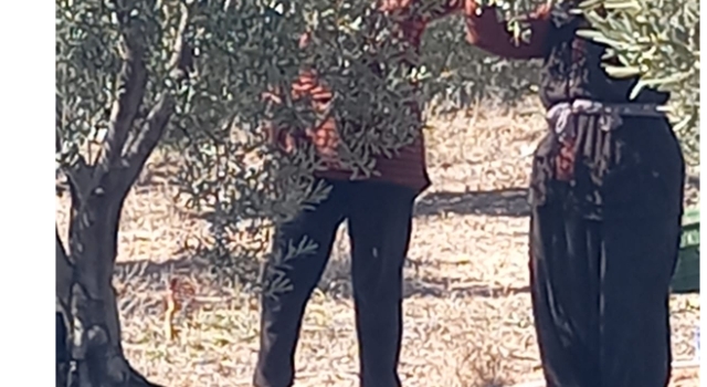 Zeytin Üretiminde "Yok" Yılı: Rekolte Çok Düşük