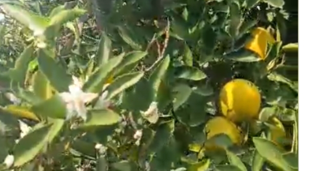 Aynı ağaçta çiçek ve meyve görenler şaşkına döndü