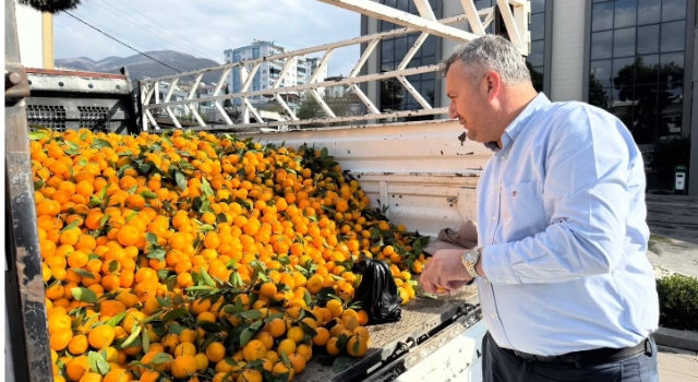 Düziçi’nde Belediye Üreticiye Sahip Çıktı: Mandalinalar Ücretsiz Dağıtılıyor