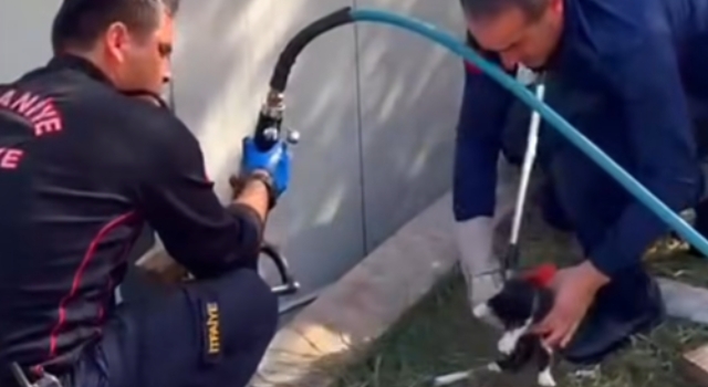 Osmaniye’de Konteyner Altında Kalan Kedi Kurtarıldı