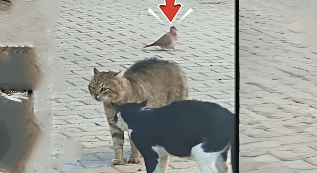 Toprakkale’de Kedilerin Didişmesi “Oğlum Bak Git” Videosunu Hatırlattı
