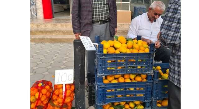 Üretici bahçede kalan mandalinasını kendisi pazarda satmaya başladı