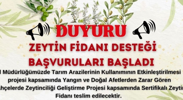 Üreticiye Destek: Sertifikalı Zeytin Fidanı Dağıtımı Başladı
