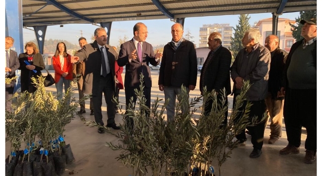 Kadirli’de 103 Üreticiye 10 Bin 500 Zeytin Fidanı Desteği