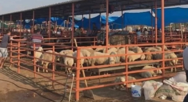 Kadirli’de Canlı Hayvan Pazarı Yeniden Hizmete Açıldı