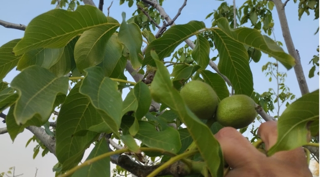 Osmaniye’de ceviz ağaçlarında yalancı bahar şaşkınlığı