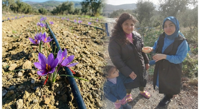 Osmaniye’de Safran Bereketi: Bahçe Köyünde İlk Hasat