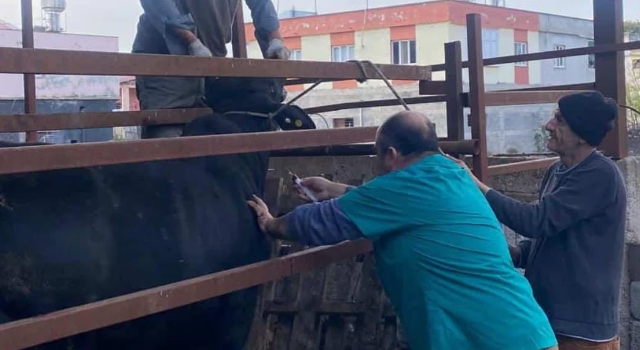 Toprakkale’de Şap Aşısı Aşılama Çalışmaları Sürüyor