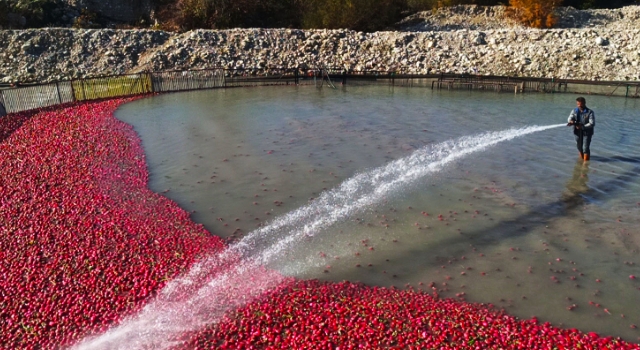 Kadirli Turbu Tarlada 30 Kuruş, Pazarda 20 TL