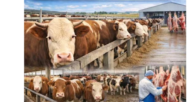 Osmaniye’de Besilik Erkek Sığır Destekleme Başvuruları Başladı