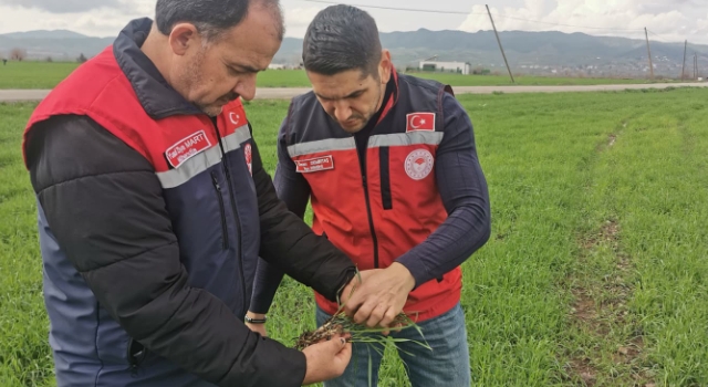 Osmaniye’de Kuvvetli Yağış Sonrası Tarım Arazilerinde İnceleme