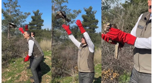 Osmaniye’de Tedavisi Tamamlanan 2 Şahin Doğaya Kavuştu