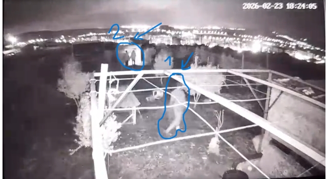 Toprakkale'de Güvercin Hırsızları Güvenlik Kamerasında