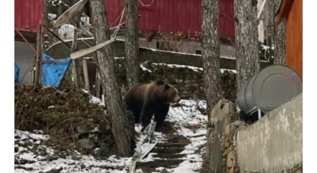 Zorkun Yaylası’nda Ayı Görüldü: Yerleşim Alanlarına Kadar İndi
