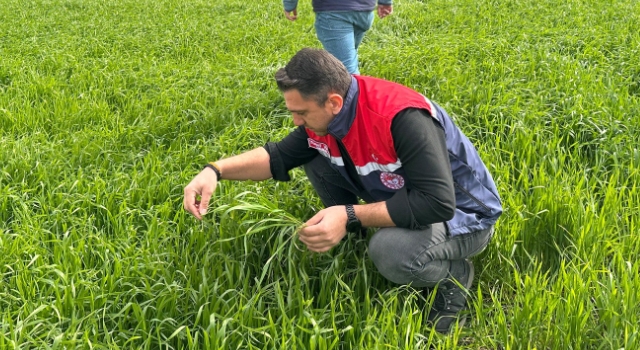 Osmaniye’de Tarla Kontrolleri ve Çiftçilere Teknik Bilgilendirme