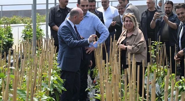 Sumbas’ta Avokado Yatırımı Dikkat Çekiyor