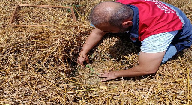 Osmaniye’de Hububat Hasadı İçin Biçerdöver Denetimleri Sürüyor