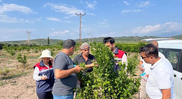 Osmaniye’de Narenciye Bahçesine 17 Bin 500 Faydalı Böcek Salındı
