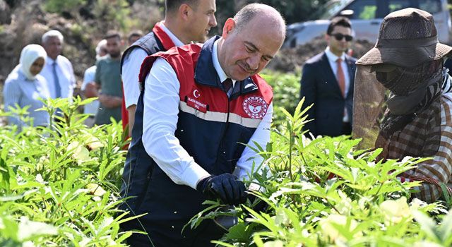Cevdetiye'de Bamya Hasadı Yapıldı