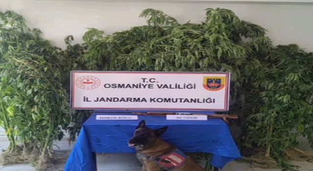 Sumbas’ta Uyuşturucu Operasyonu: 58 Kök Kenevir Ele Geçirildi