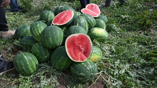 Adana’da sezonun ilk karpuz hasadı yapıldı