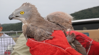 Hatay’da yaralı halde bulunan yabani kuşlar tedavi edilip doğaya salındı