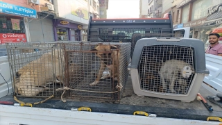 Hatay Samandağ’da sahipsiz köpekler aşılama ve kısırlaştırma için toplanıyor