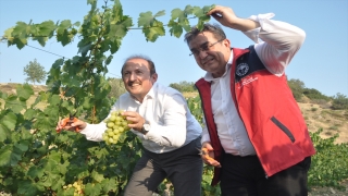 Mersin’deki ”Tarım Kampüsü”nde yetiştirilen üzümler hasat edildi
