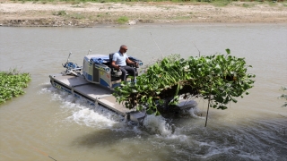 Hatay’da Asi Nehri’ni kaplayan su sümbülleri temizleniyor