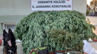 Evinde keneviri yetiştiren şüpheli tutuklandı