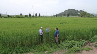 Yerli buğday çeşitlerinin ekimi yapıldı