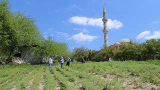 Yerli ürün nohut çeşitleri toprakla buluştu