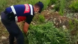 Ormanlık alanda 1575 kök kenevir ele geçirildi
