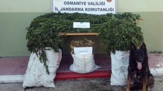 Sumbas’da, 680 kök kenevir ile 8 kilo esrar ele geçirildi