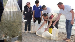 Düziçi’nde göletlere 428 bin sazan balığı bırakıldı