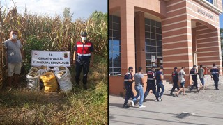 Kadirli'de Tarladan mısır çalan hırsızlar yakalandı