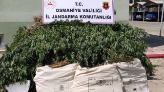 Sumbas’ta uyuşturucu operasyonu: 1 gözaltı