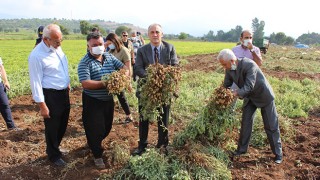 Kaymakam İlhan, yerfıstığı toplayan işçileri ziyaret etti