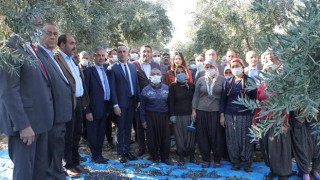 Düziçi’nde Zeytin Hasadı Yapıldı