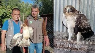 Tedavisi tamamlanan Küçük Kartal kuşu doğaya salındı